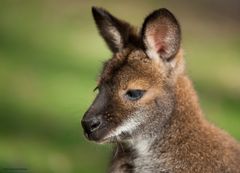 Tierpark Sababurg - Känguru