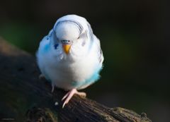 Tierpark Sababurg - Wellensittich