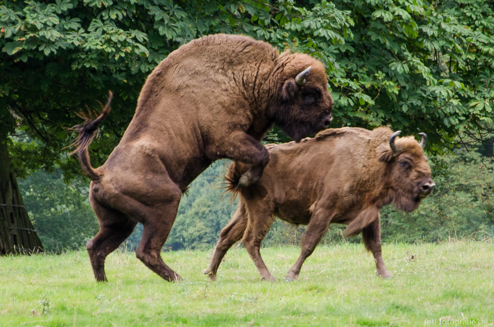 Tierpark Sababurg Wisent