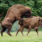 Tierpark Sababurg Wisent