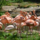 Tierpark Schmiding