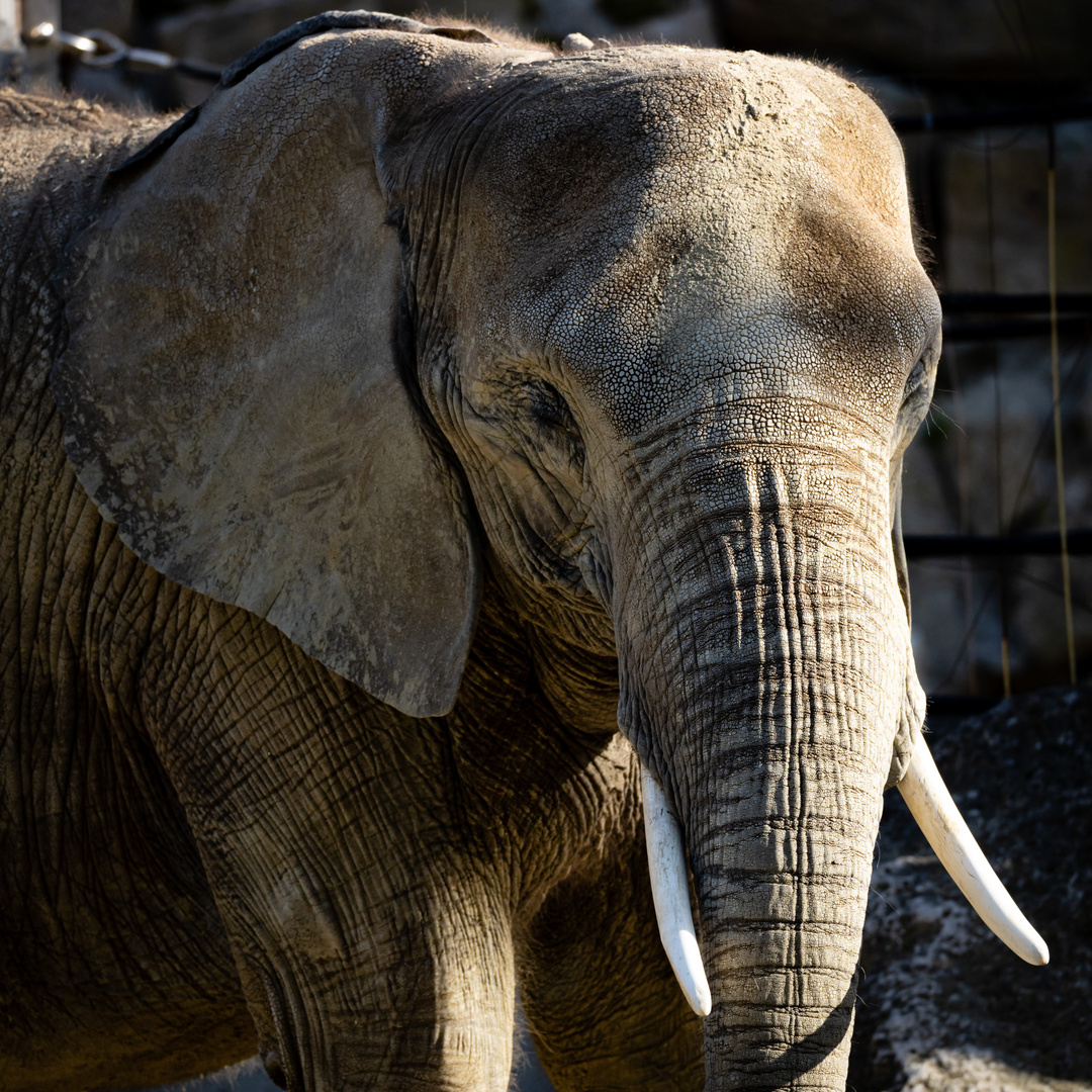 Tierpark Schönbrunn