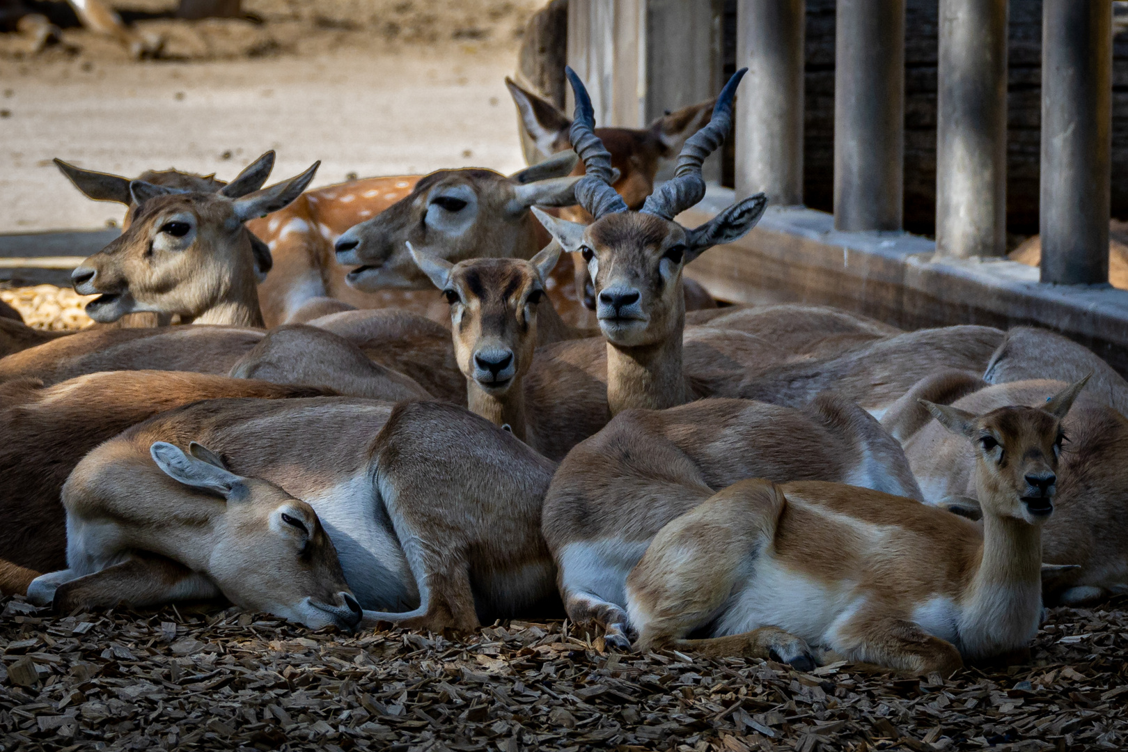 Tierpark Schönbrunn