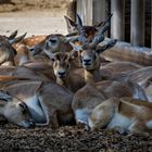 Tierpark Schönbrunn