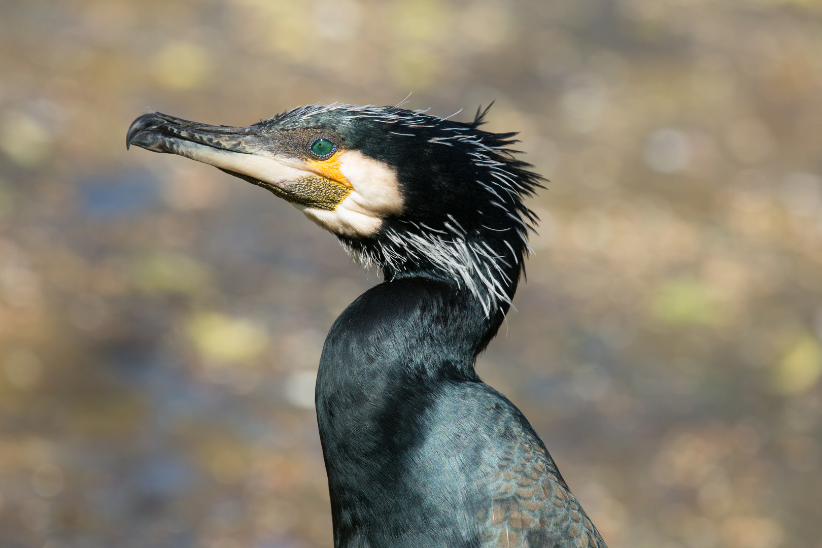 Tierpark Schönbrunn-8919-2