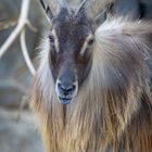 Tierpark Schönbrunn