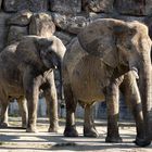 Tierpark Schönbrunn