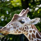 Tierpark Schönbrunn