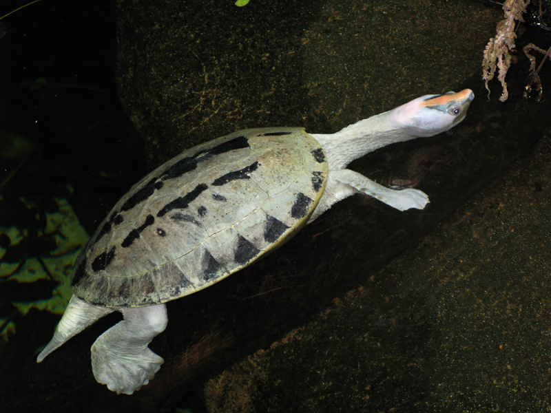 Tierpark Schönbrunn - Wien