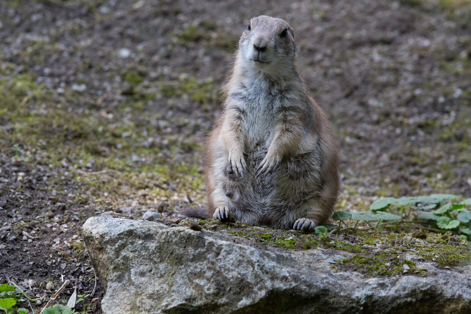 Tierpark Schönnbrun-9256