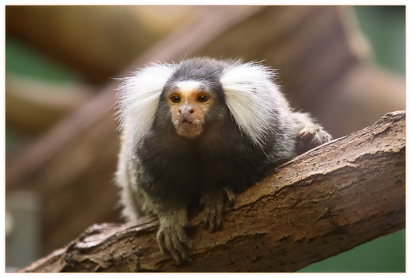 Tierpark Straubing