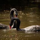 Tierpark Straubing III