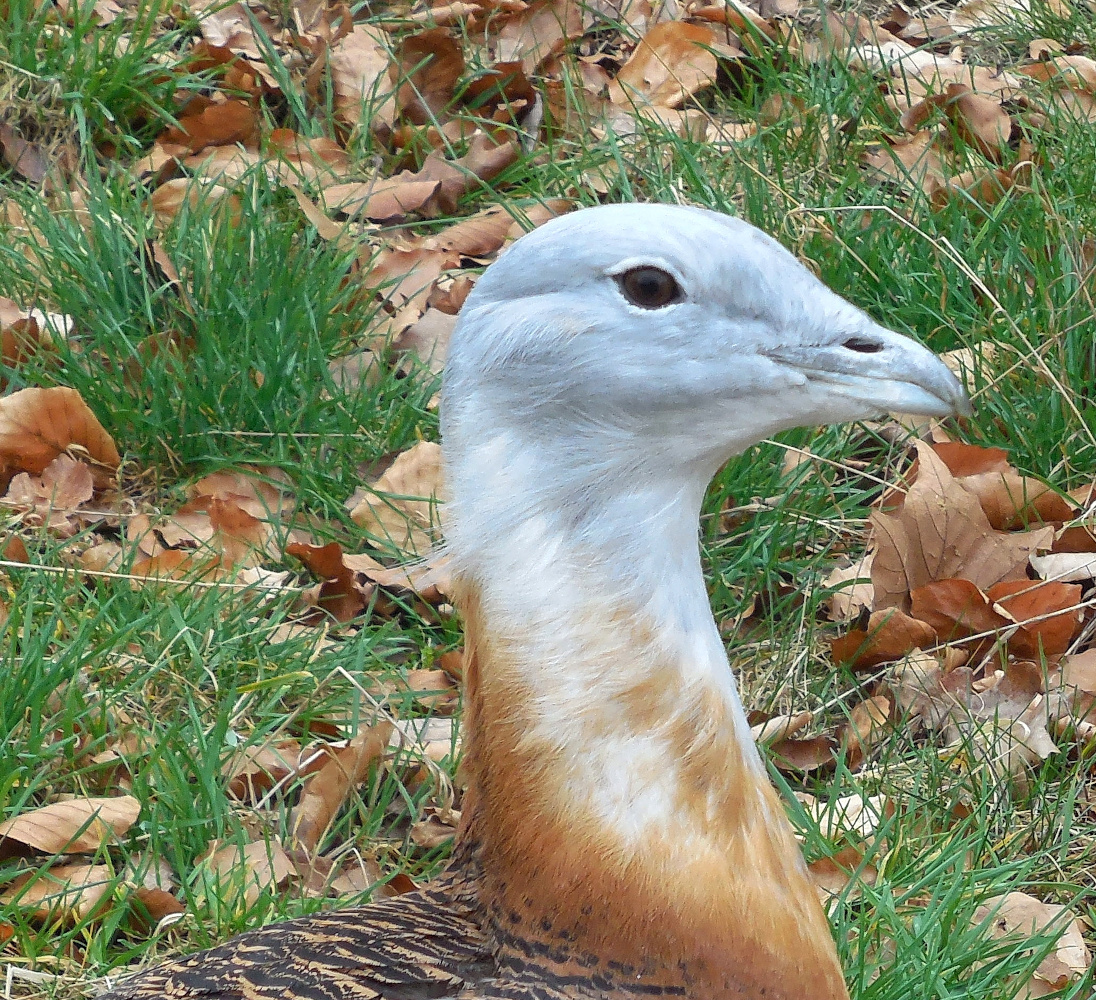 Tierpark-Studie #0006