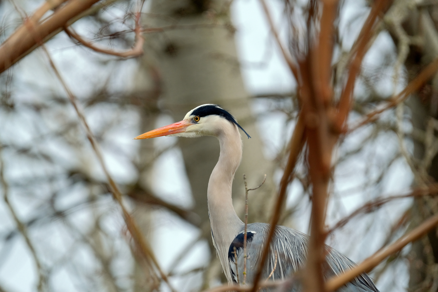 Tierpark-Studie #0007