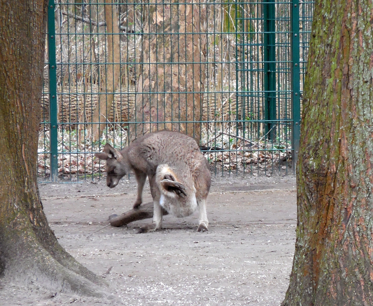 Tierpark-Studie #0011