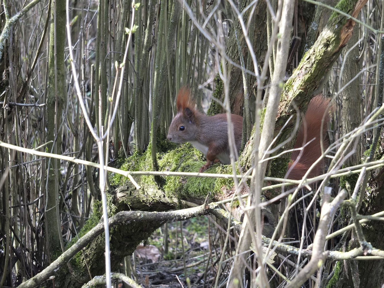 Tierpark-Studie #0017