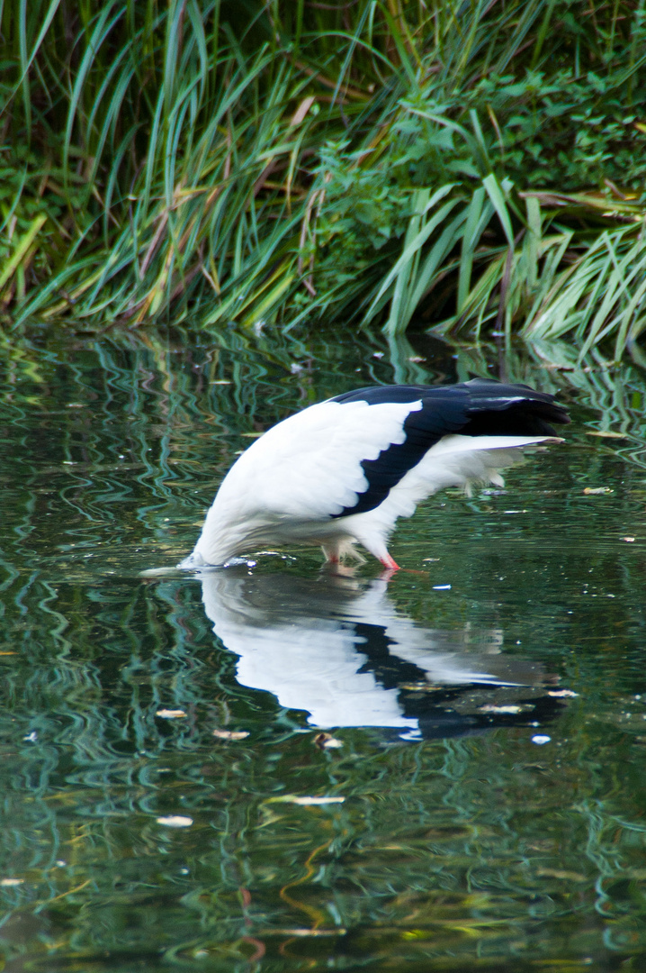 Tierpark Tannenbusch 3