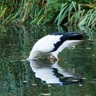 Tierpark Tannenbusch 3