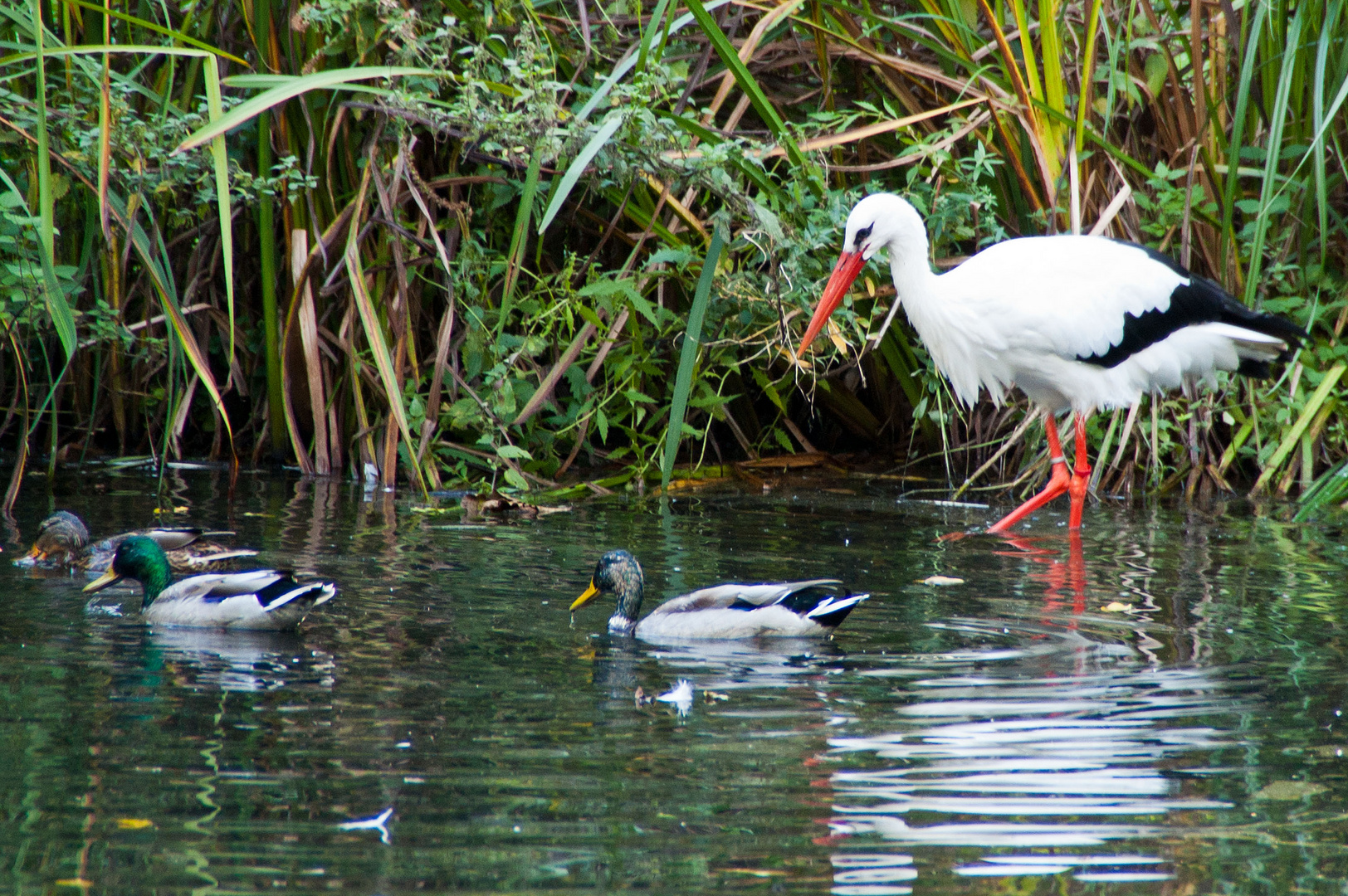 Tierpark Tannenbusch