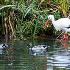 Tierpark Tannenbusch