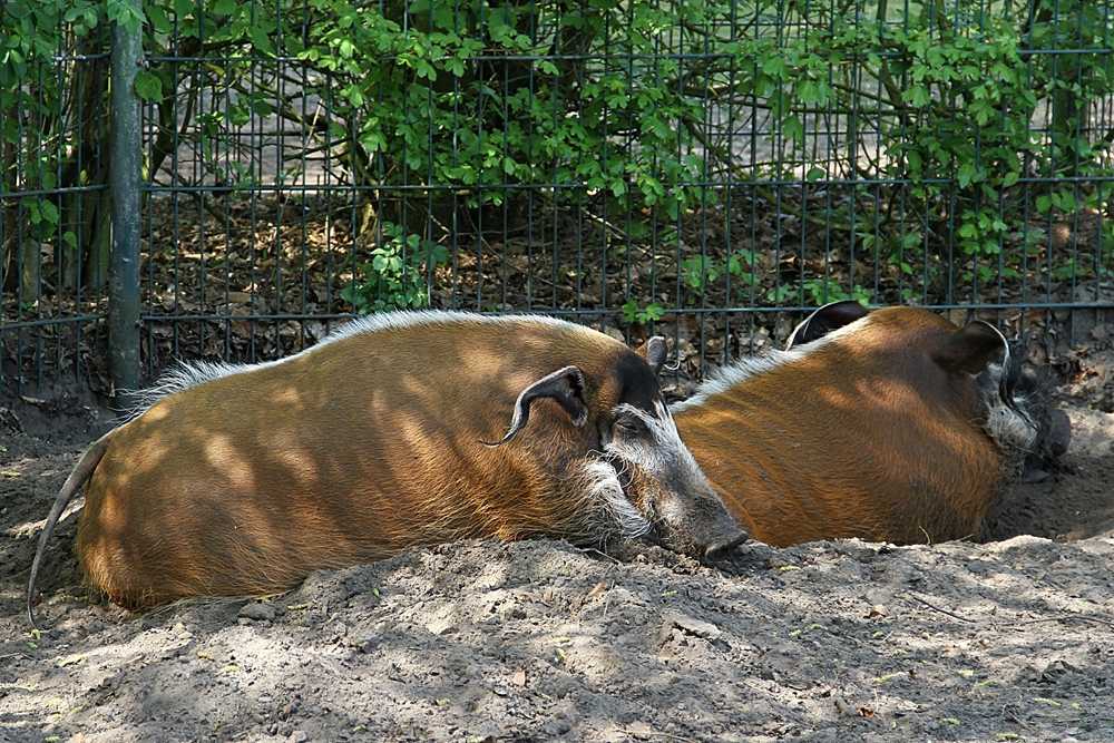 Tierpark Thüle ... Pinselohrschweine