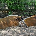 Tierpark Thüle ... Pinselohrschweine