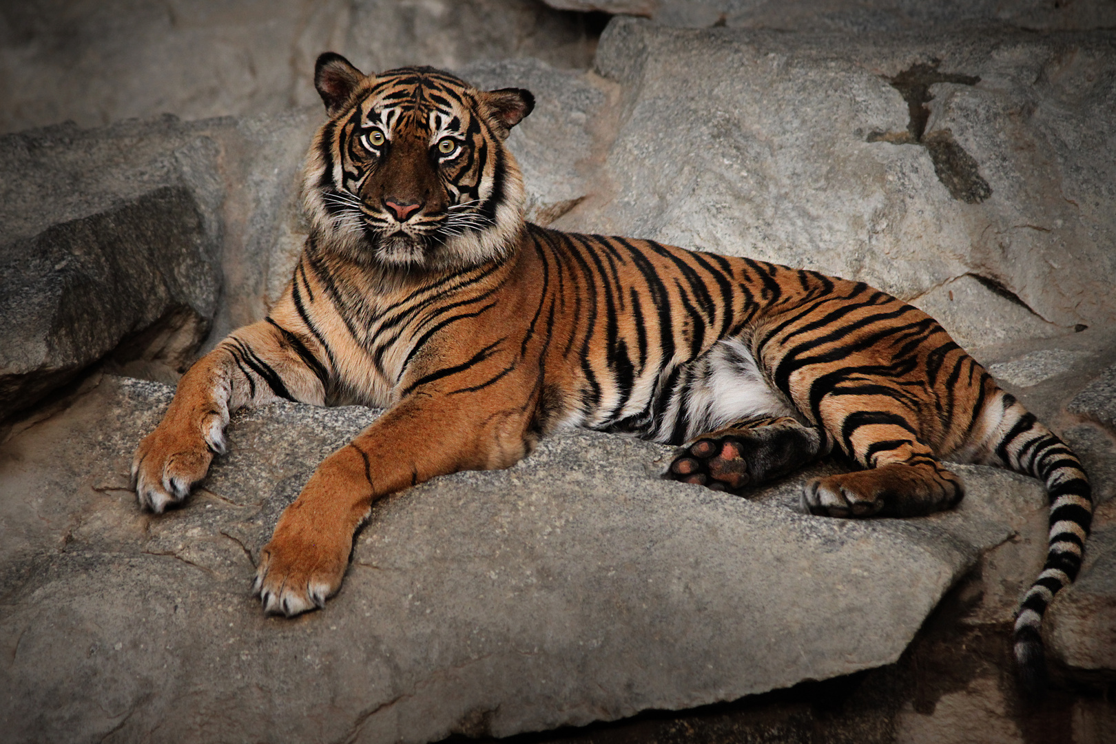 Tierpark Tiger