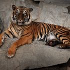 Tierpark Tiger
