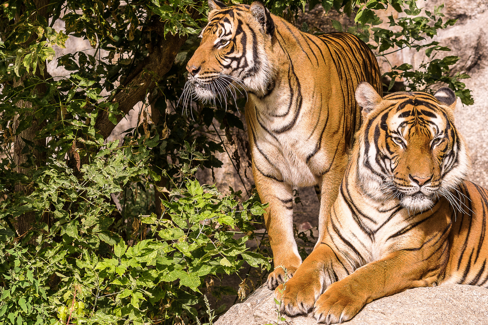 Tierpark - Tiger Paar