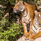 Tierpark - Tiger Paar