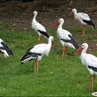 Tierpark Walsrode