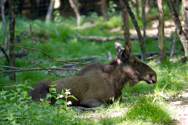 Tierpark Weilburg 002