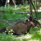 Tierpark Weilburg 002