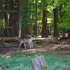 Tierpark Weilburg 003