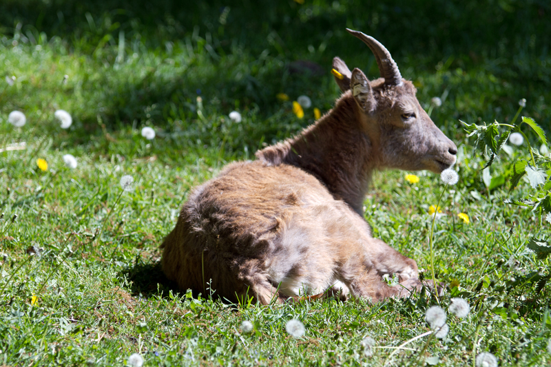 Tierpark Weilburg 004