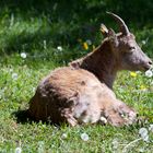 Tierpark Weilburg 004