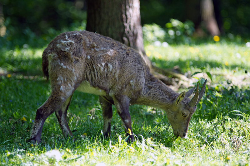 Tierpark Weilburg 005