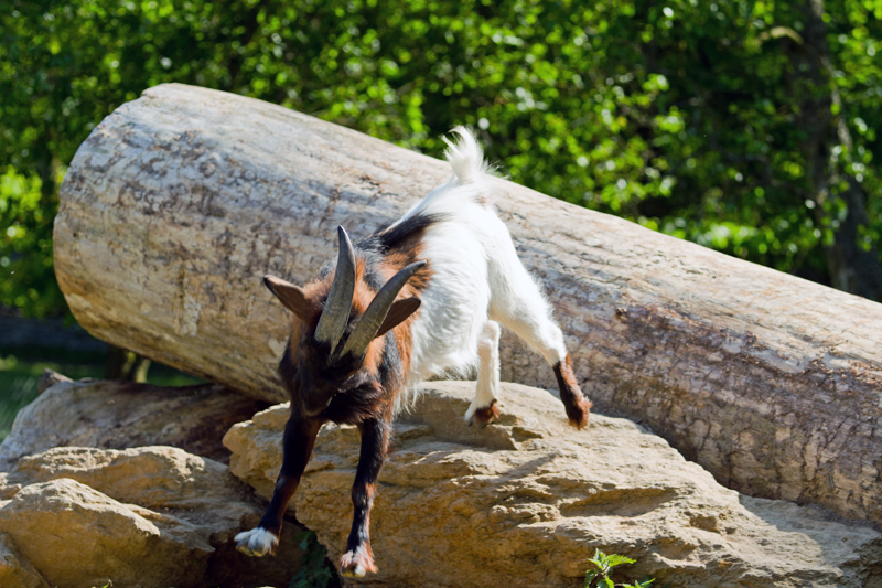 Tierpark Weilburg 007