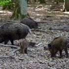 Tierpark Weilburg 008