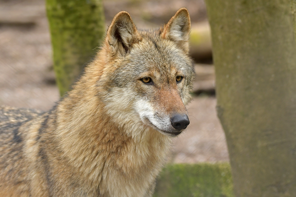 Tierpark Weilburg: Bei den Wölfen 01