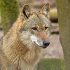 Tierpark Weilburg: Bei den Wölfen 01