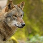 Tierpark Weilburg: Bei den Wölfen 02