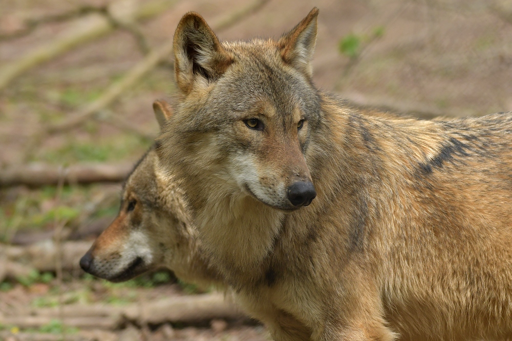 Tierpark Weilburg: Bei den Wölfen 03