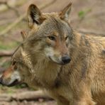 Tierpark Weilburg: Bei den Wölfen 03