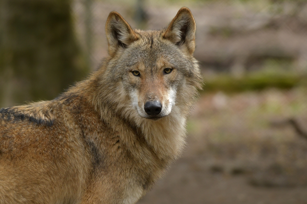 Tierpark Weilburg: Bei den Wölfen 04