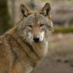 Tierpark Weilburg: Bei den Wölfen 04