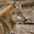 Tierpark Weilburg: Bei den Wölfen 05