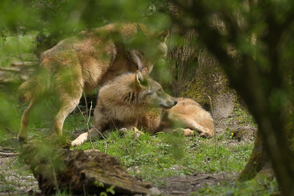 Tierpark Weilburg: Bei den Wölfen 06