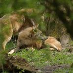 Tierpark Weilburg: Bei den Wölfen 06