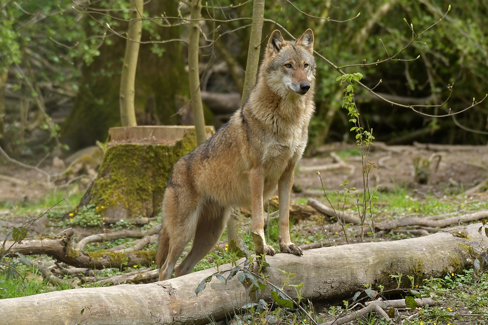 Tierpark Weilburg: Bei den Wölfen 07